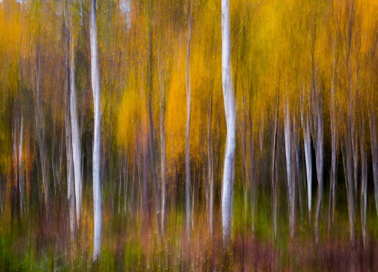 Picture of ABSTRACT FALL