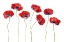 Picture of LADYBIRD POPPIES