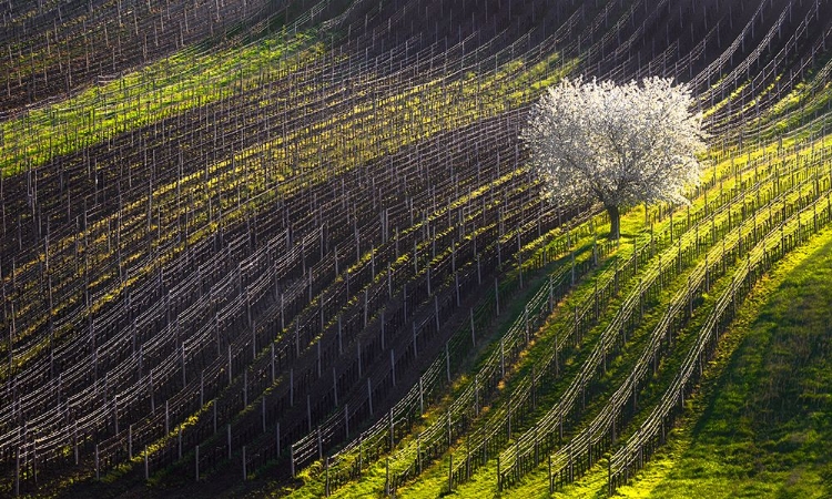 Picture of STRINGS OF SPRING