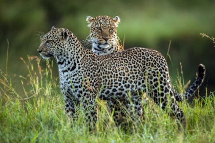Picture of LEOPARD FAMILY