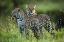 Picture of LEOPARD FAMILY