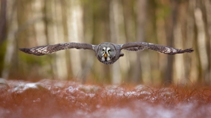 Picture of GREAT GREY OWL