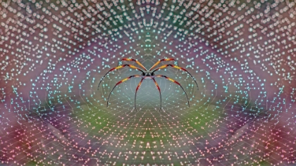 Picture of SPIDER