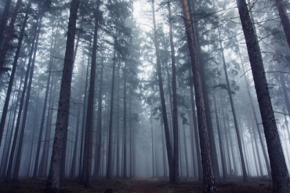 Picture of MYSTERIOUS FOGGY FOREST.