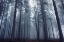 Picture of MYSTERIOUS FOGGY FOREST.