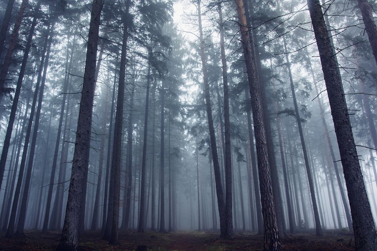 Picture of MYSTERIOUS FOGGY FOREST.