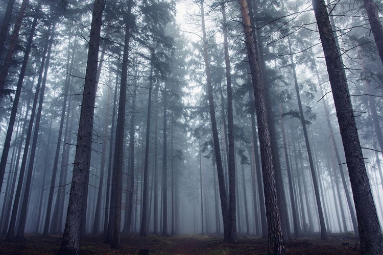 Picture of MYSTERIOUS FOGGY FOREST.