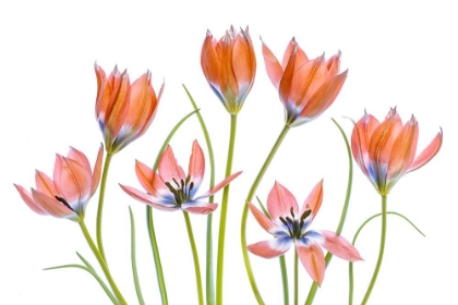 Picture of APRICOT TULIPS