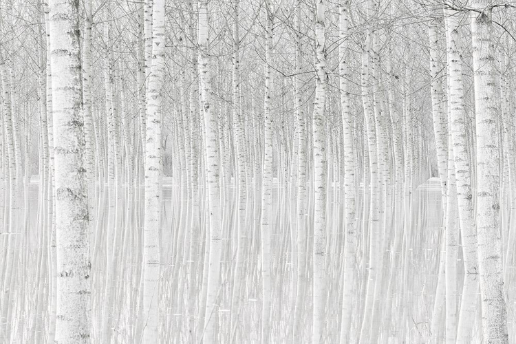 Picture of TREES