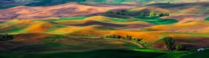 Picture of THE PALOUSE