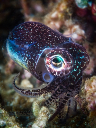 Picture of BABY CUTTLEFISH