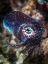 Picture of BABY CUTTLEFISH