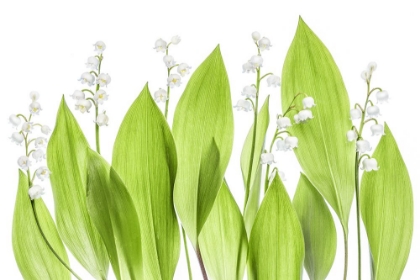 Picture of LILY OF THE VALLEY