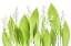 Picture of LILY OF THE VALLEY