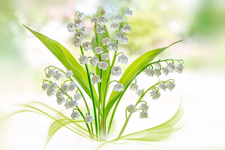 Picture of LILY OF THE VALLEY