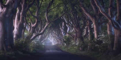 Picture of THE DARK HEDGES