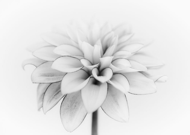 Picture of WHITE DAHLIA