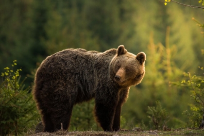 Picture of BACKLIT BEAR