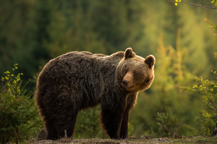 Picture of BACKLIT BEAR