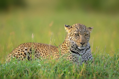 Picture of THE LEOPARD