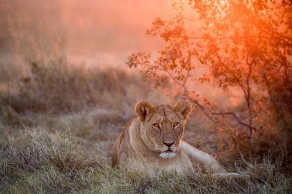 Picture of SUNSET LIONESS