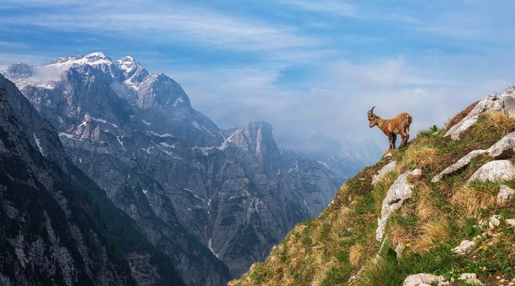 Picture of ALPINE IBEX IN THE MOUNTAINS