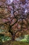 Picture of JAPANESE MAPLE TREE