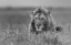 Picture of LION