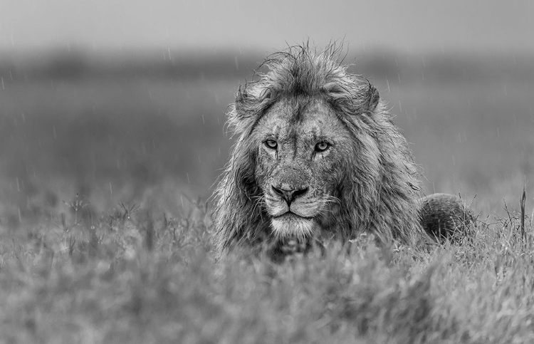 Picture of LION