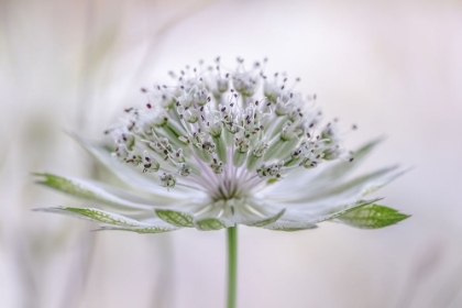 Picture of ASTRANTIA