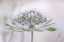 Picture of ASTRANTIA