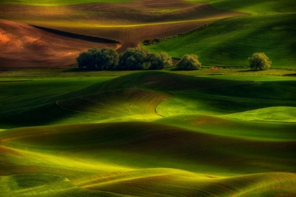 Picture of SPRING IN THE PALOUSE