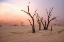 Picture of FOG IN DEADVLEI