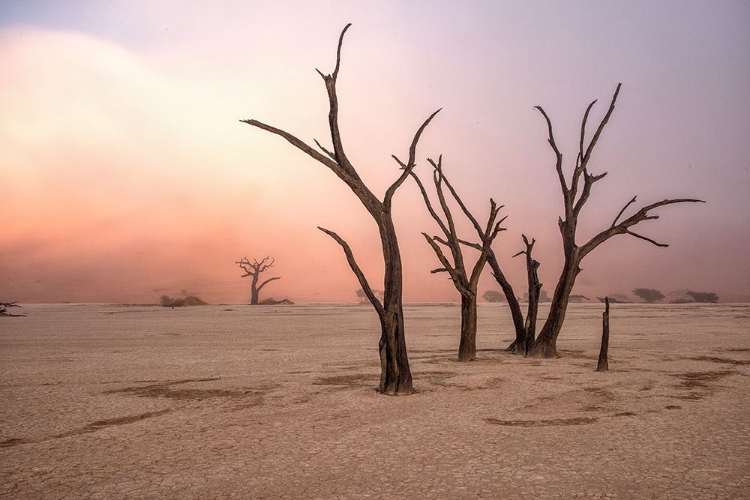 Picture of FOG IN DEADVLEI