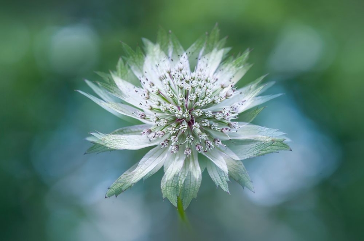 Picture of ASTRANTIA