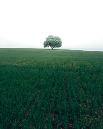 Picture of THE LONELY OAK TREE