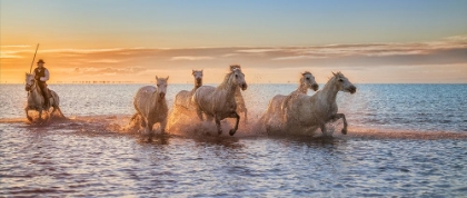 Picture of CAMARGUE HORSES II