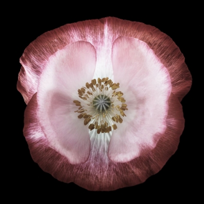Picture of ONE OF MANY POPPIES