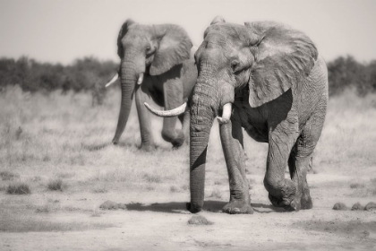 Picture of TWIN ELEPHANTS