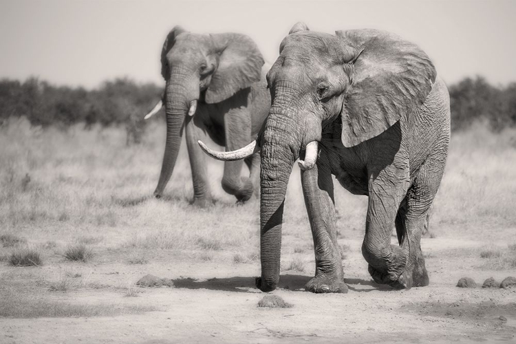 Picture of TWIN ELEPHANTS