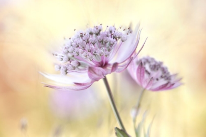Picture of PINK ASTRANTIA
