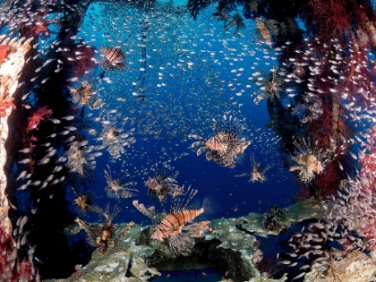 Picture of LIONFISH PARTY
