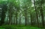 Picture of FOREST VIEW