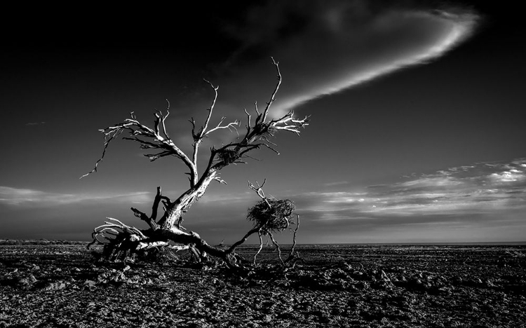 Picture of SALTON SEA SCULPTURE