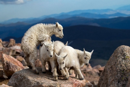 Picture of BABY GOATS AT PLAY