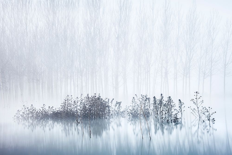 Picture of COLD A FOGGY MORNING IN THE SWAMP