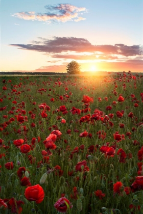 Picture of POPPY FIELDS OF SWEDEN