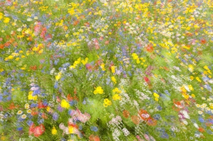 Picture of SUMMER FIELD FLOWERS..........