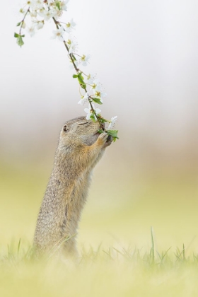 Picture of FRAGRANCE OF SPRING