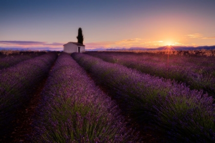 Picture of PROVENCE LAVENDER